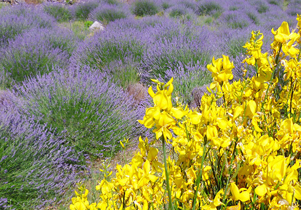 Hvar Lavender tour from Split by Ilirio