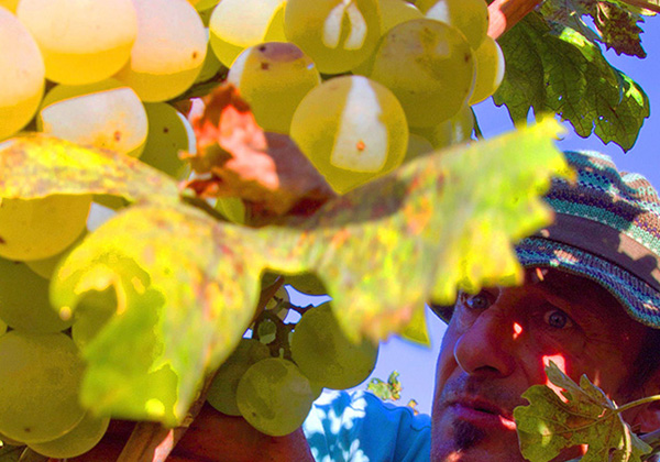 Ilirio's Hvar vineyard and wine tour from Split, Croatia