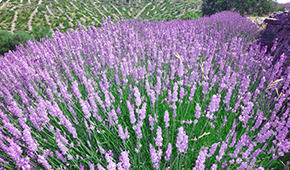 Hvar Lavender tour