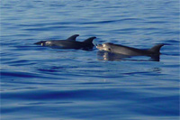 RIB boat tours - dolphins in Hvar aquatorium