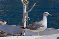 Welcome on board - seagull at traditional fisherman boat