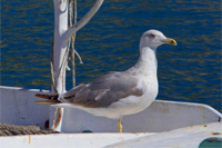 Boat tours by Ilirio - seagull on a board