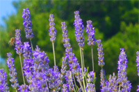 Croatia eco and nature tours: Ilirio's lavender tours