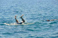 Holidays in Croatia - funny situation - snorkeling tours