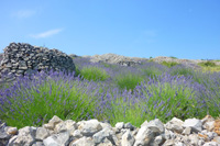 Croatia holiday packages - Lavender tours