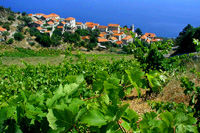 Holidays in Croatia - Vineyard tours - Sveta Nedjelja