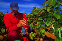 Holiday packages in Croatia - Hvar vineyard tours