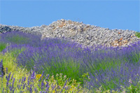Ilirio's lavender tours in Croatia - lavender in stony fields
