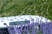 Land Rover Defender on lavender field - Ilirio's lavender tours