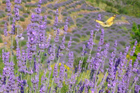Croatia lavender tours by Ilirio, Hvar island - butterfly and lavender flower