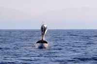 Ilirio's tours in Croatia - jolly dolphin