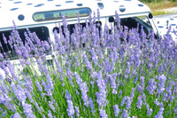 Lavender tour - Croatia holiday packages