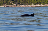 Ilirio's Hvar tours: our friends on sea excursions jolly sea animals – dolphins on Bisevo island