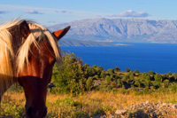 Nature and eco tours - Hvar packages - horse on the island peak