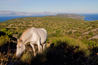 Beautiful sceneries on hiking trips on Hvar island, Croatia on Adriatic