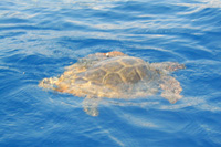 Ilirio's Hvar RIB boat tours - sea turttle between Vis and Hvar island