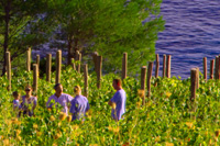 Croatia holiday packages tours - Hvar island vineyards