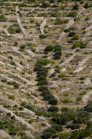 Island of Hvar fields with olive tree line