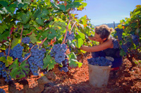 Croatia Hvar holidays - vineyard tour - wine grape picking