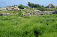 Hvar island fields, lavender will blossom soon in femininity color