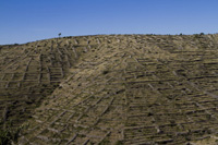 Hvar island: landscape of stony terrace fields