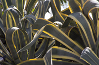 Hvar island plant, 'tied' agave – very common to see