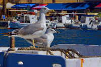 Ilirio's Hvar tours - seagulls on a board - Vis island