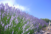 Hvar lavender tour by Ilirio - lavender bushes