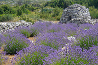 Hvar lavender tours - lavender field and stone field shelter