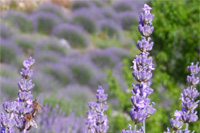 Ilirio's Hvar tours - nature and eco - lavender fields