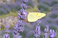 Lavender tours on the island of Hvar - butterfly and lavender - gentle touch of nature