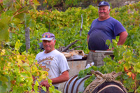 Hvar vineyard tours in Croatia by Ilirio - donkey, locals and wine grape picking