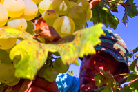 Vineyard tours by Ilirio - wine grape picking season