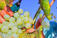 Ilirio's vineyard tours in Croatia - juicy white wine grapes