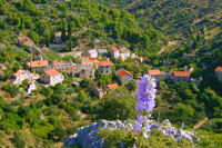 Picture taken under the village of Malo Grablje - Ilirio's Dalmatian island safari 