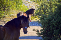 Ilirio's nature and eco tours - horses on the macadam road