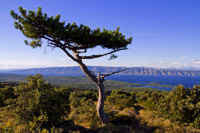 Ilirio's hiking tours - black Dalmatian pine