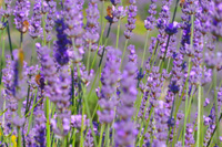 Ilirio's lavender tour in Croatia - lavender fields on the island of Hvar