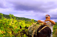 Ilirio's wine and vineyard Hvar tours - donkey transportation - first aid at wine grape picking season