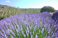 Lavender bush and dry stone wall - Ilirio's lavender tour