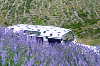 Lavender eco tours in Dalmatia - Land Rover Defender with Dalmatian dog pattern in lavender field