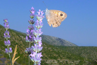 Ilirio's lavender eco tours - butterfly and lavender