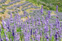 Lavender fields - Ilirio's eco tours - Croatia holidays