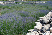 Lavender fields you can sea on lavander tours on Hvar island, Croatia