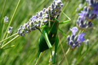 Grasshopper and lavander flower – one of many nice motives on Hvar island Croatia's lavender tours