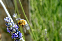 One small bee in 'lavender harvesting',  nice motive from lavander tours on Hvar island in Croatia