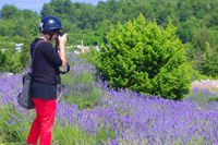 Croatia, lavender tours - Hvar island