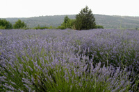 You could take many pictures on lavender tours by Hvar Island Croatia travel agency