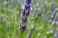 Photo of lavender plants
