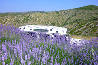 Ilirio's Lavender tour - Land Rover Defender in lavender field on the island of Hvar